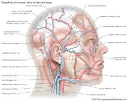 Next Barter Bio-202 Exam 1 Notes