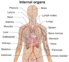 Next Barter Bio-202 lab Exam 1 Notes