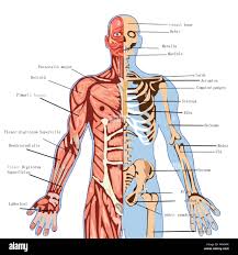 Next Barter Bio-202 lab Exam 1 Preparation